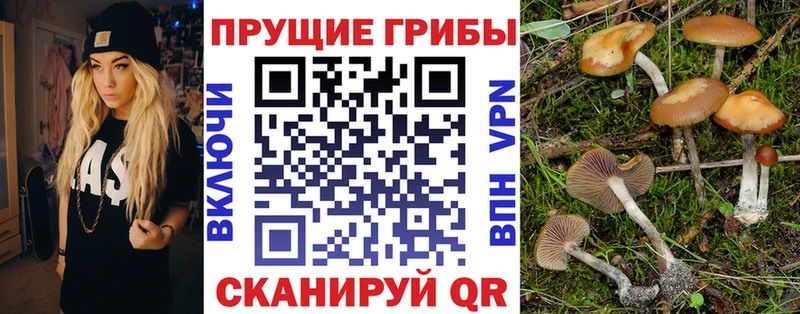 Псилоцибиновые грибы мицелий  Шлиссельбург 